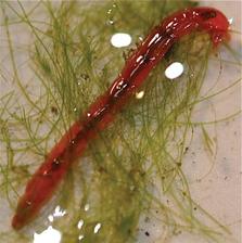What's eating my biomass? - Red Worms, Blood Worms & Midge Fly Larvae -  BIOLOGICAL WASTE TREATMENT EXPERT
