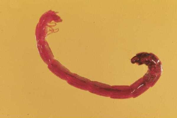 Artificial Bloodworm Artificial Blood Worms 10 x red itchy Mosquito larvae Blood Worm
